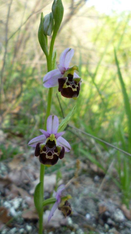 Ophrys holosericea